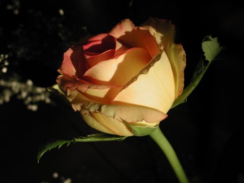DITE LE AVEC DES FLEURS !!!